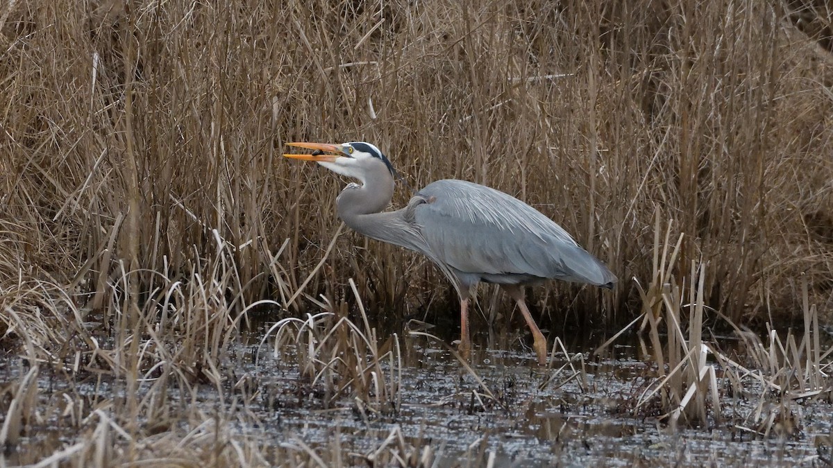 Great Blue Heron - Robert Howard