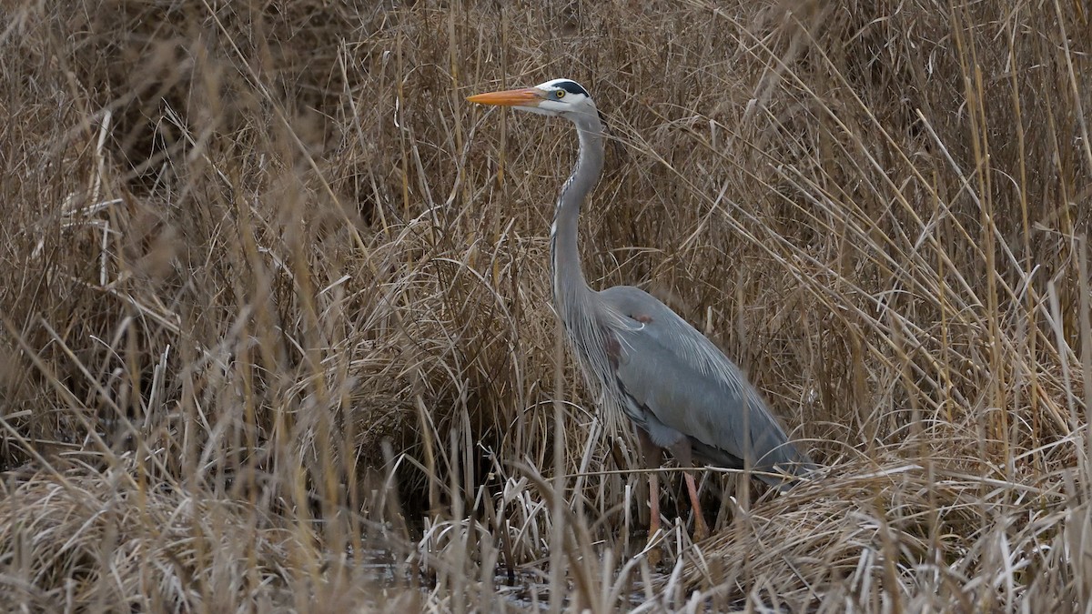 Great Blue Heron - Robert Howard