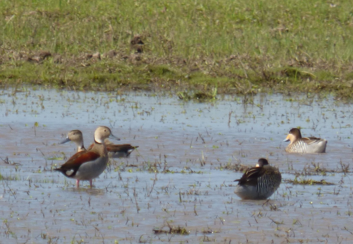 Ringed Teal - ML427156831