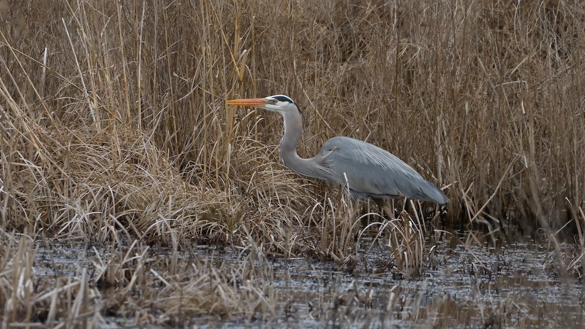 Great Blue Heron - Robert Howard