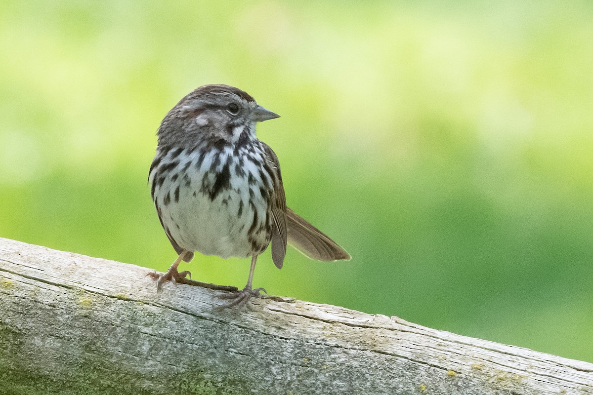 Song Sparrow - ML427156881