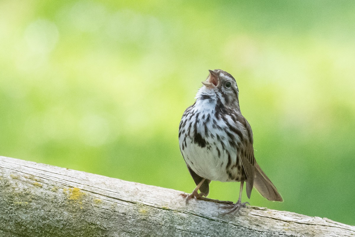 Song Sparrow - ML427156891