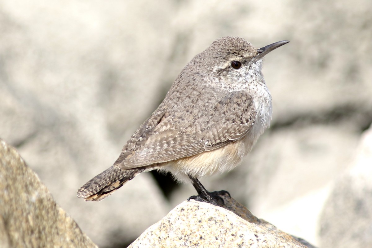 Rock Wren - Damian O’Sullivan