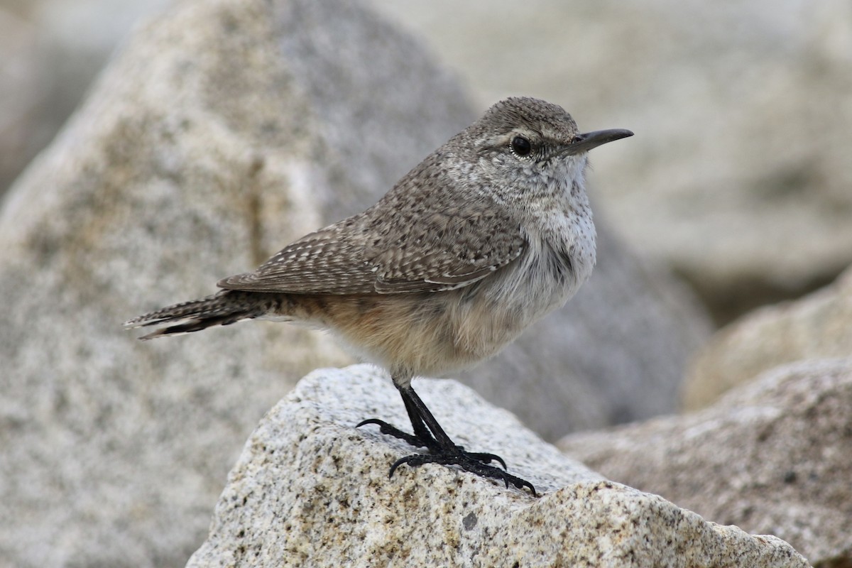 Rock Wren - ML427158711