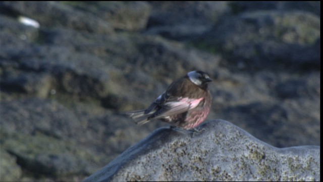 Gray-crowned Rosy-Finch - ML427161