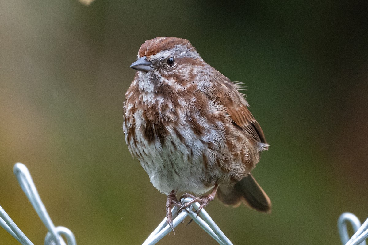 Song Sparrow - ML427161131