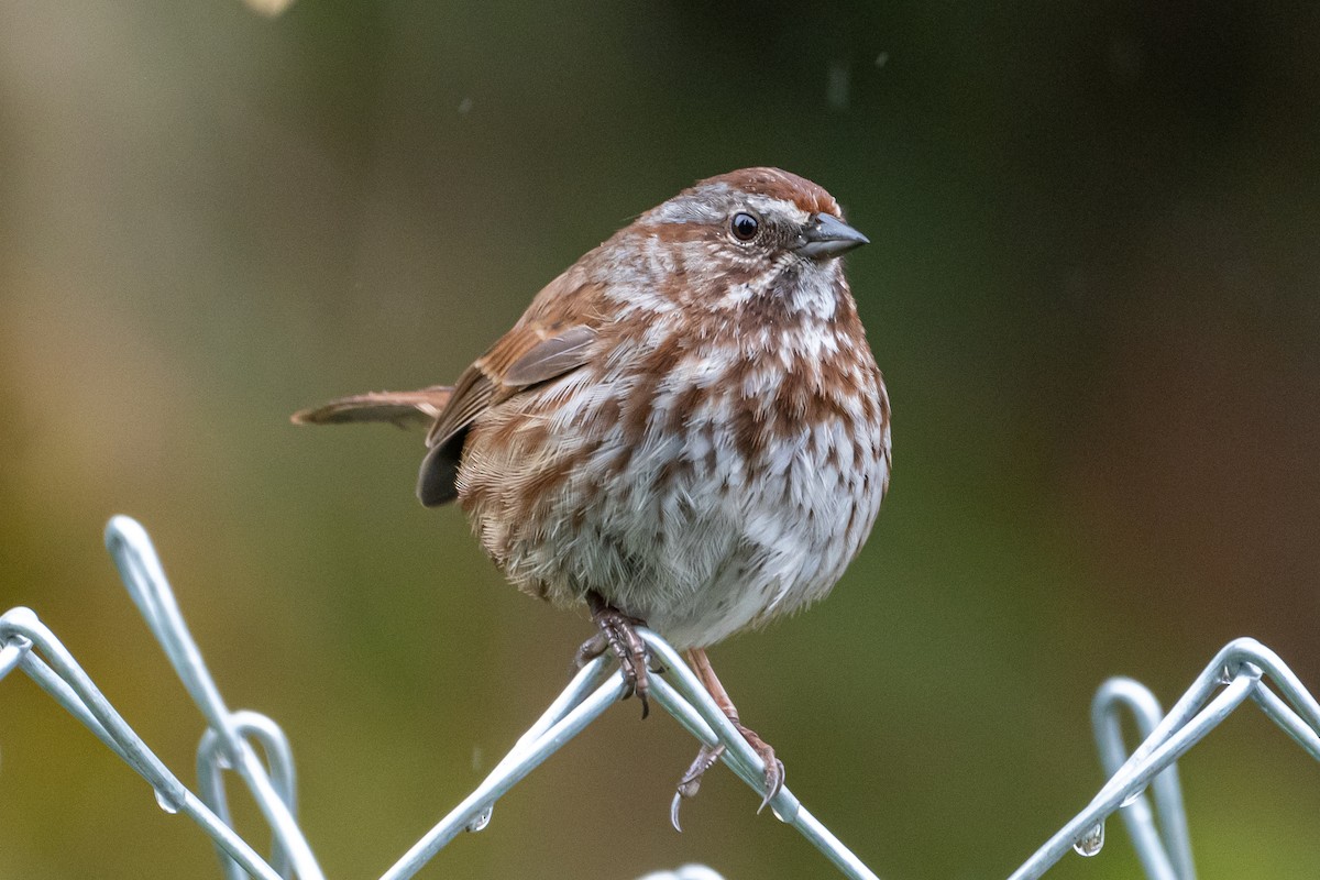Song Sparrow - ML427161151