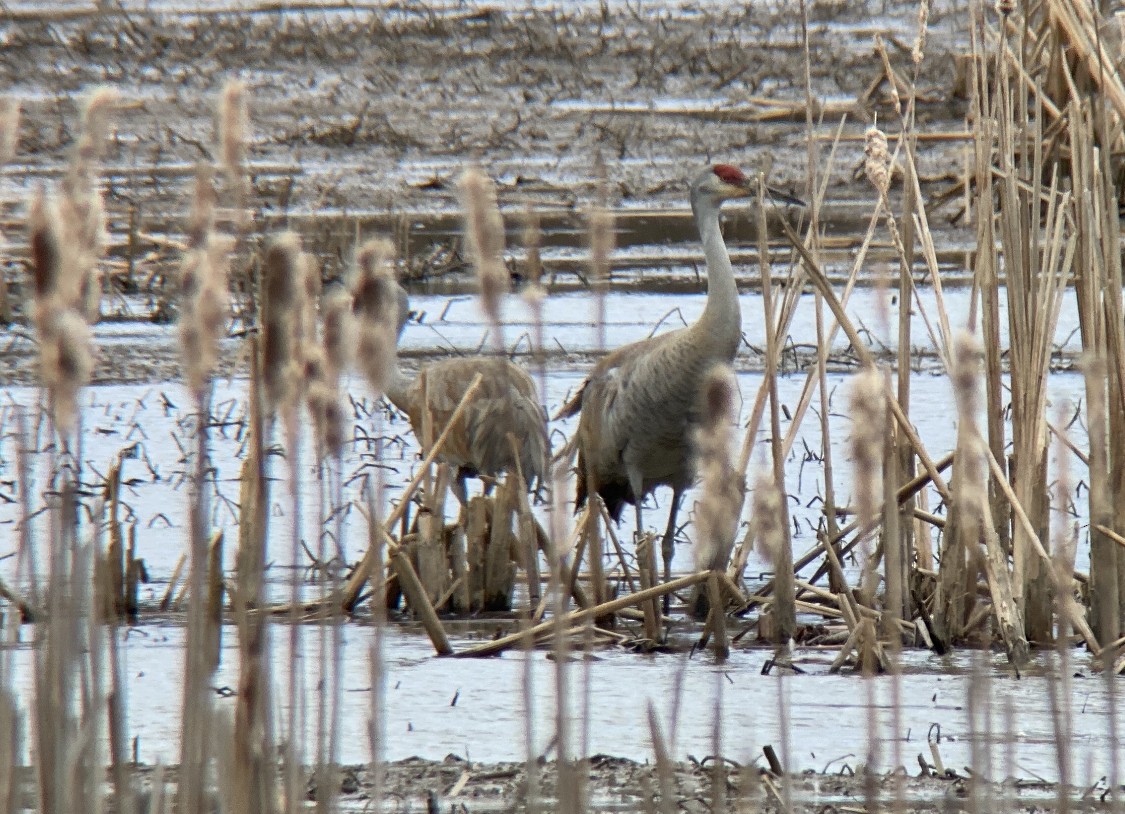 Sandhill Crane - ML427161251