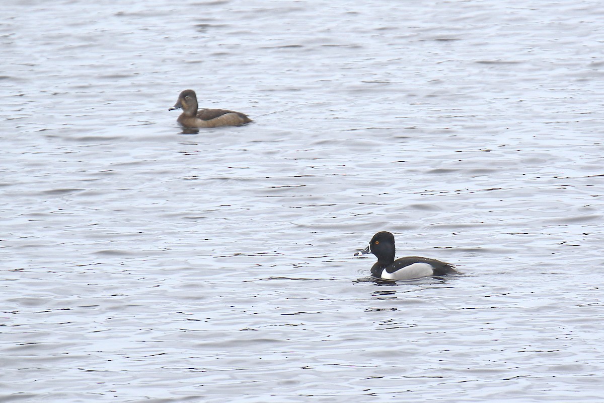 Ring-necked Duck - ML427162001