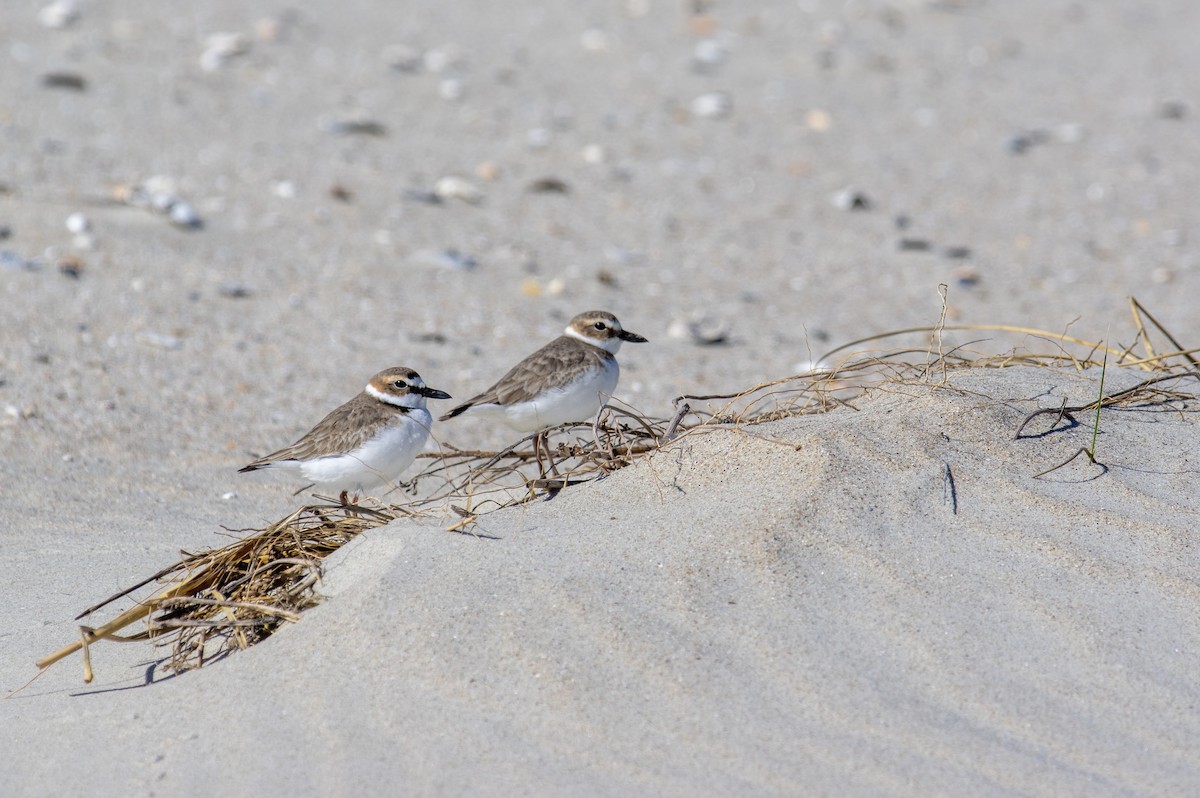 Wilson's Plover - Jared Evans