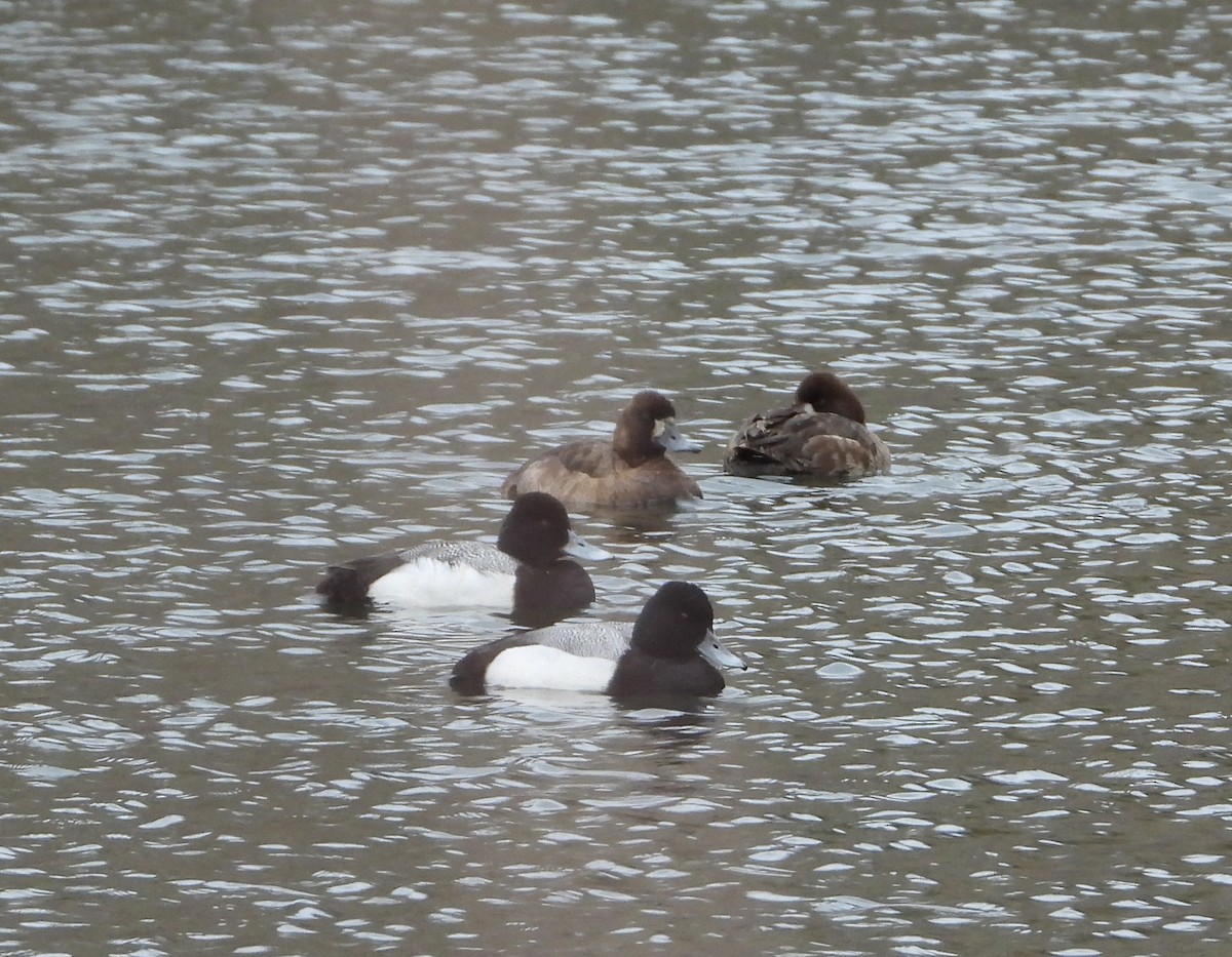 Lesser Scaup - Tom Wuenschell