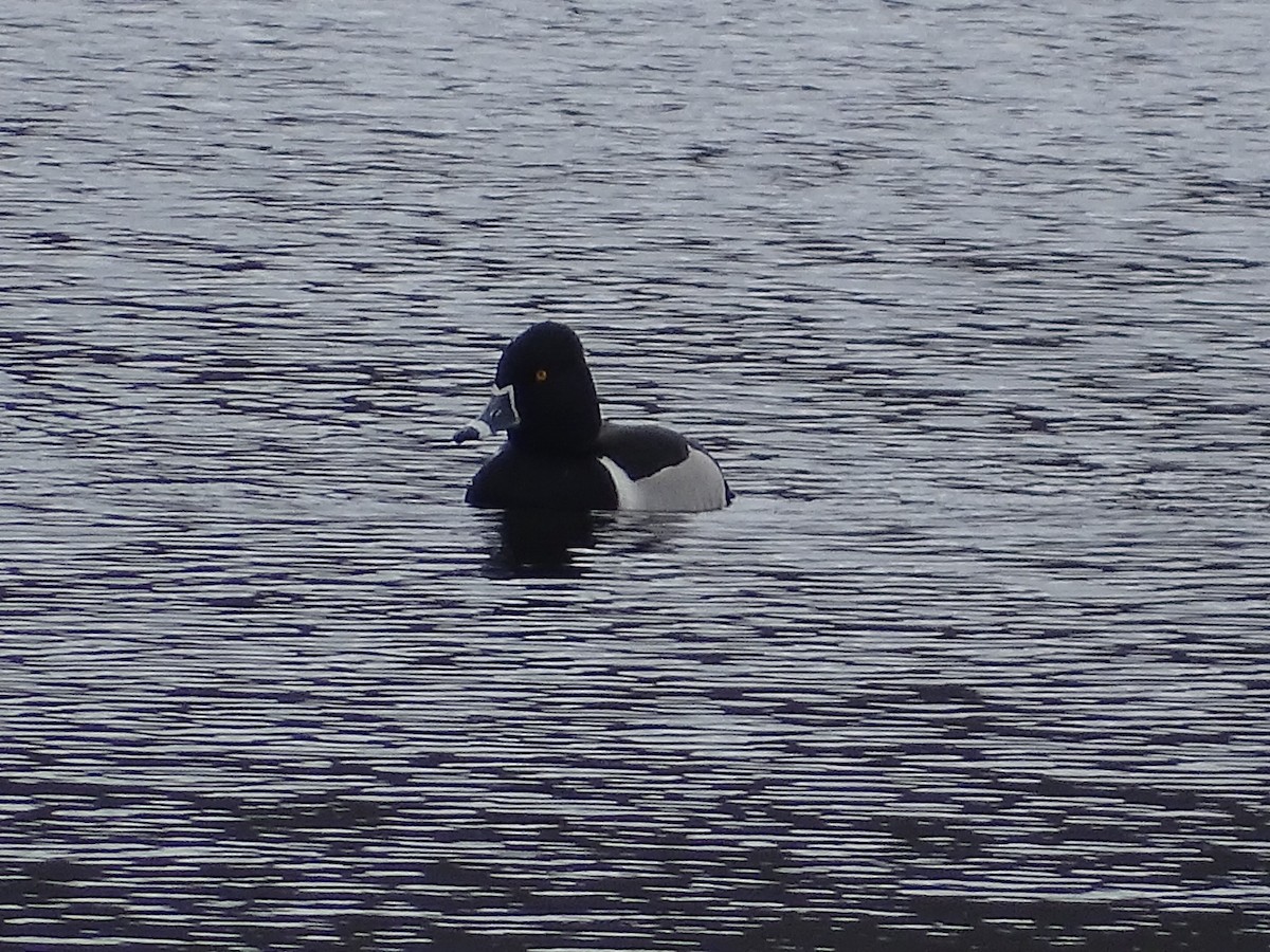 Ring-necked Duck - ML427167131