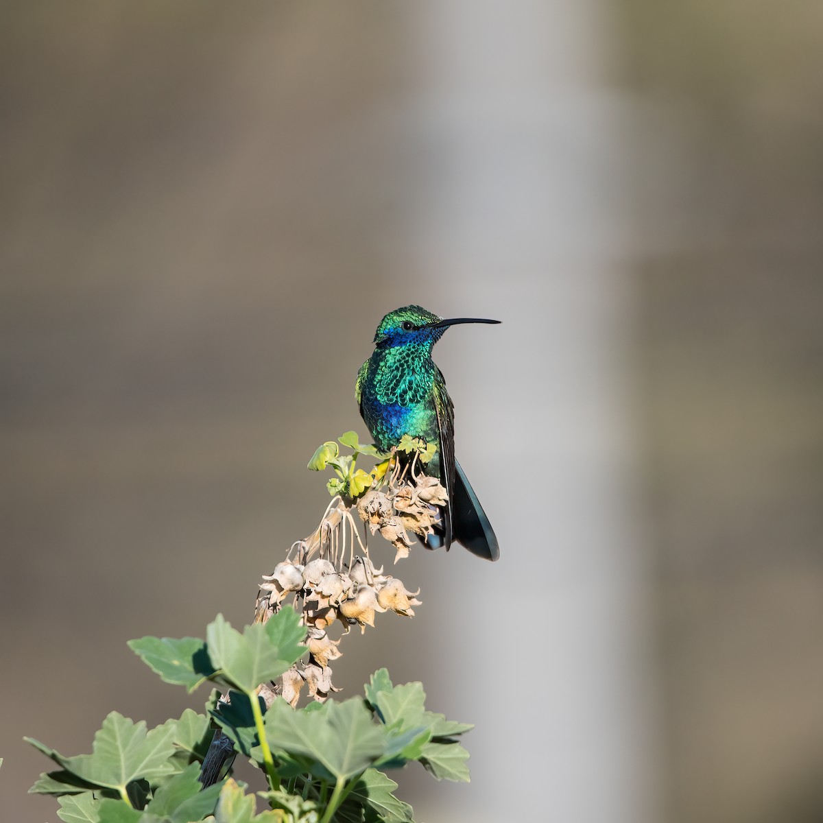 Sparkling Violetear - ML427167311