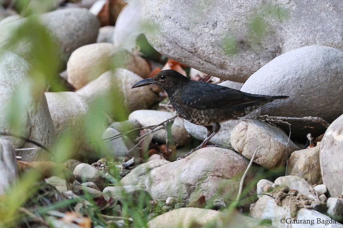 Long-billed Thrush - Gaurang Bagda