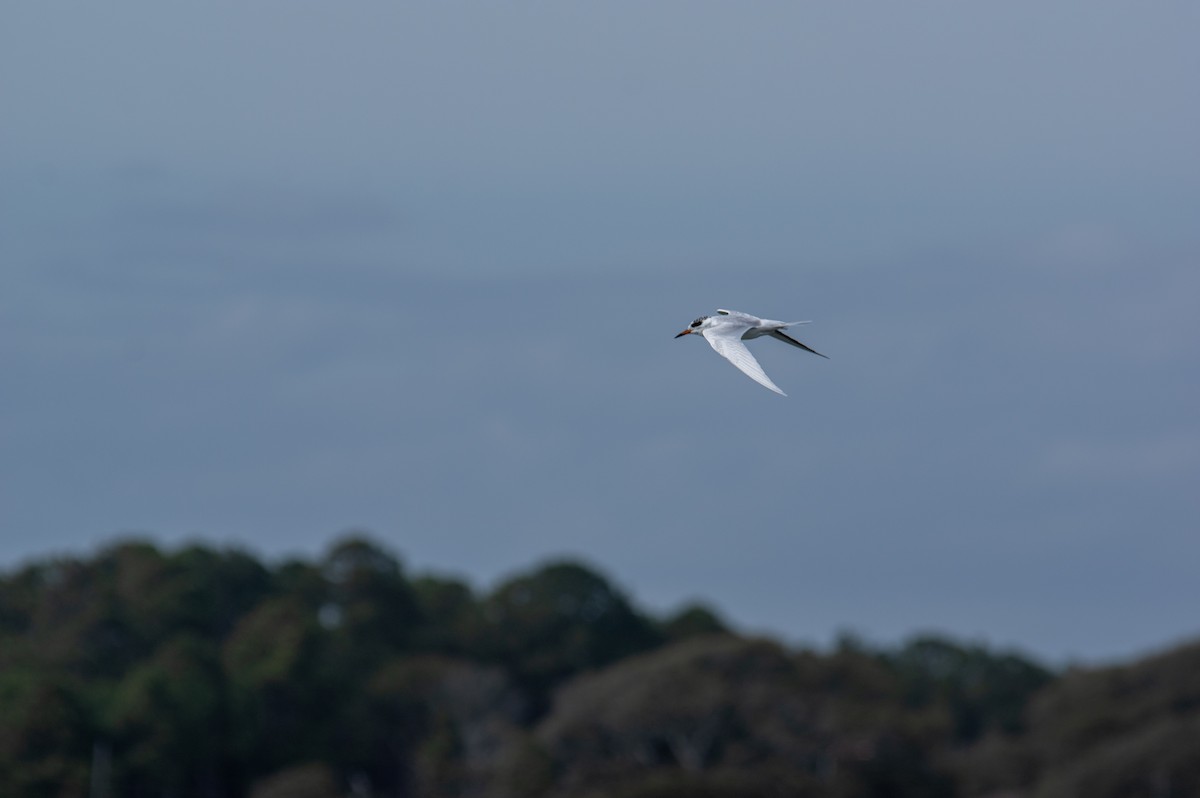 Forster's Tern - Jared Evans