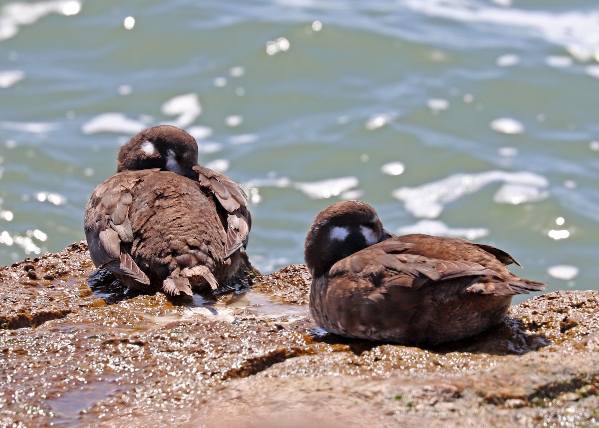 Harlequin Duck - ML427169271