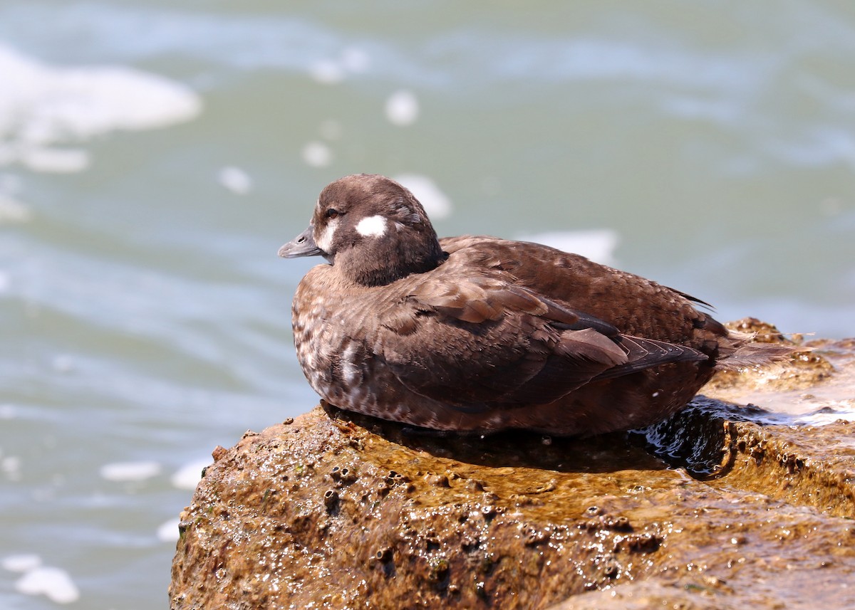 Harlequin Duck - ML427169281