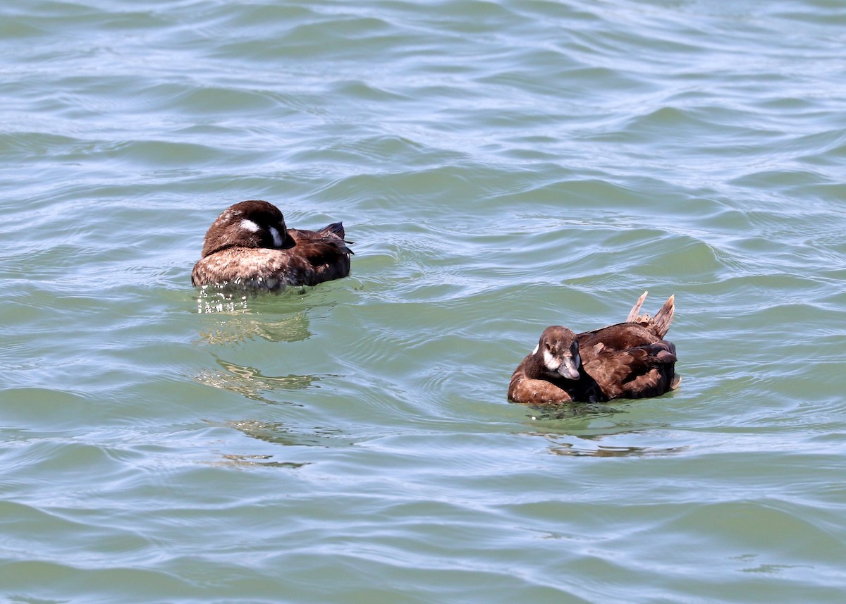 Harlequin Duck - ML427169291