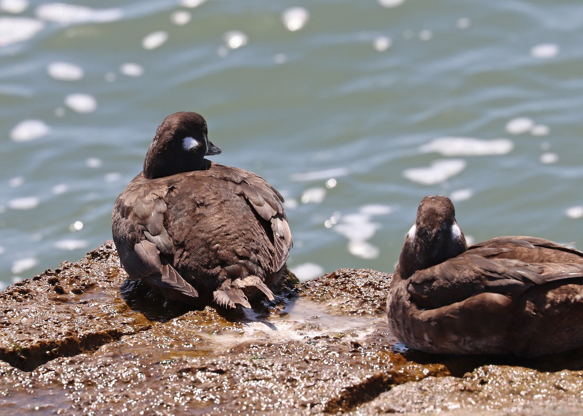 Harlequin Duck - ML427169301