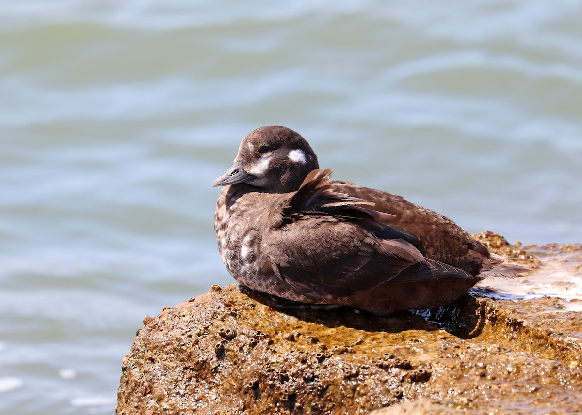 Harlequin Duck - ML427169321