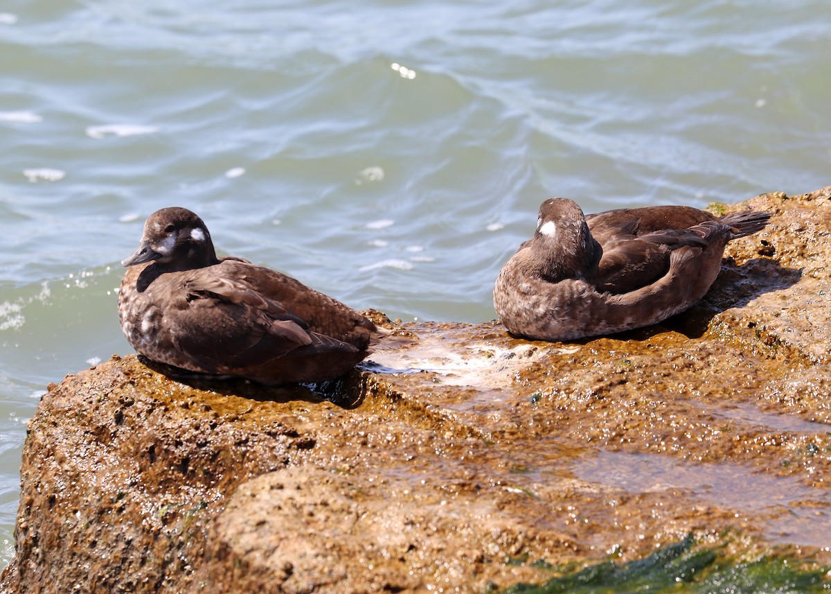 Harlequin Duck - ML427169351