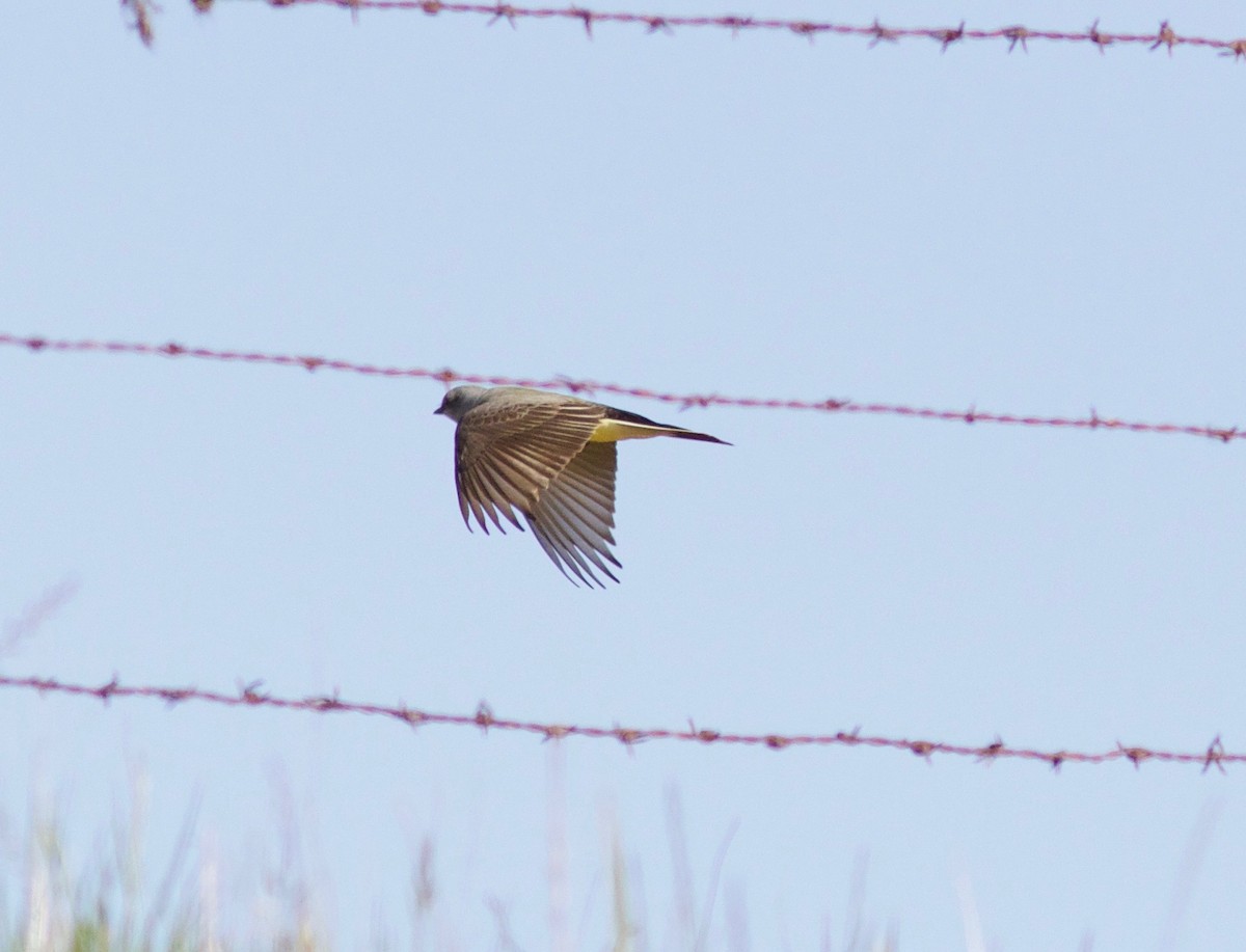 Western Kingbird - ML427171641