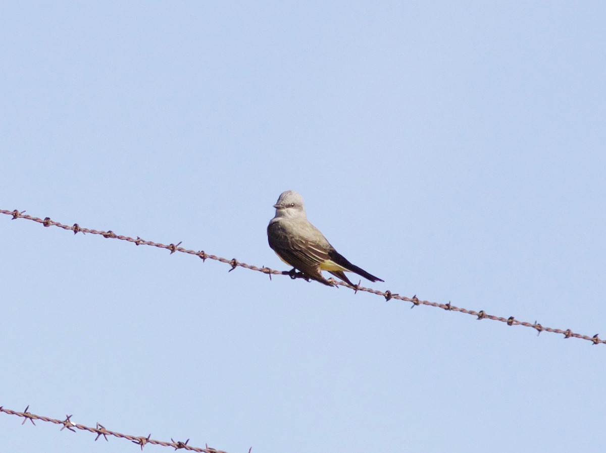 Western Kingbird - Nora Papian