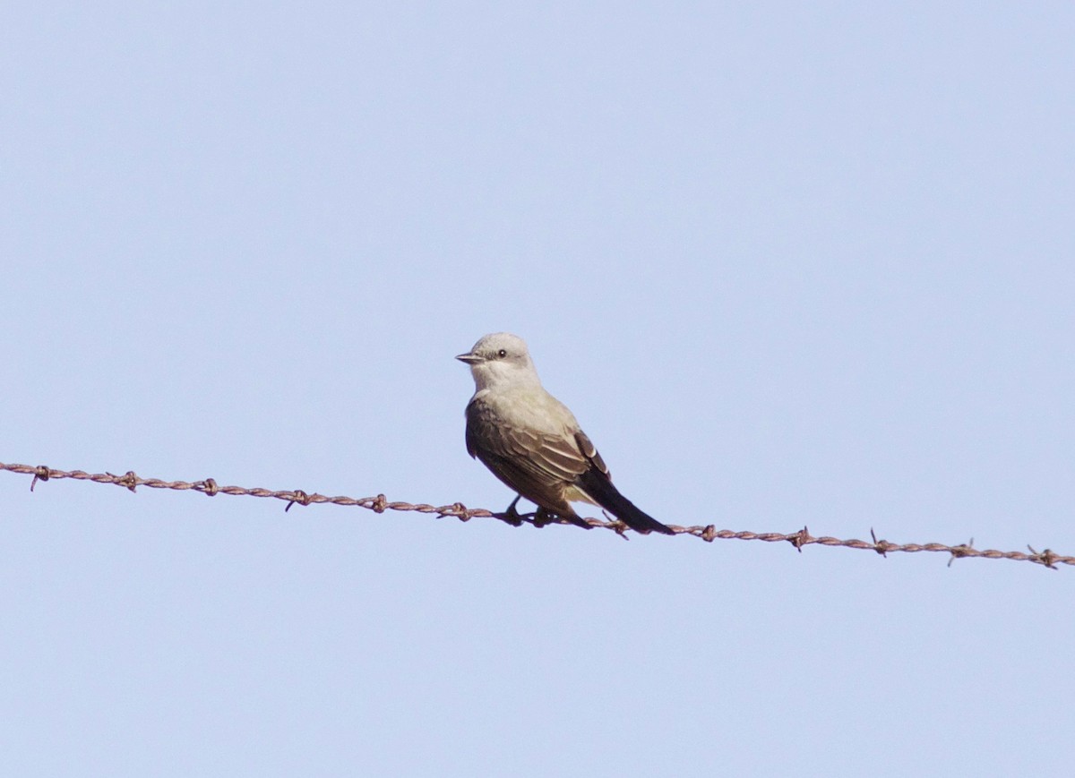 Western Kingbird - ML427171681