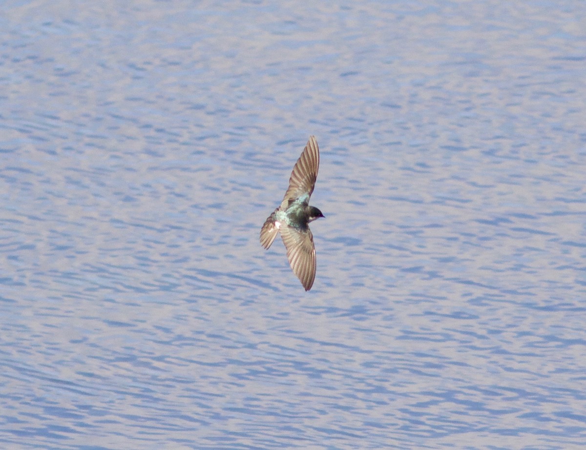 Golondrina Bicolor - ML427171781