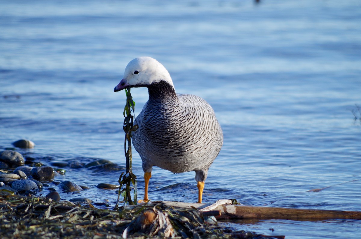 Emperor Goose - ML42717181