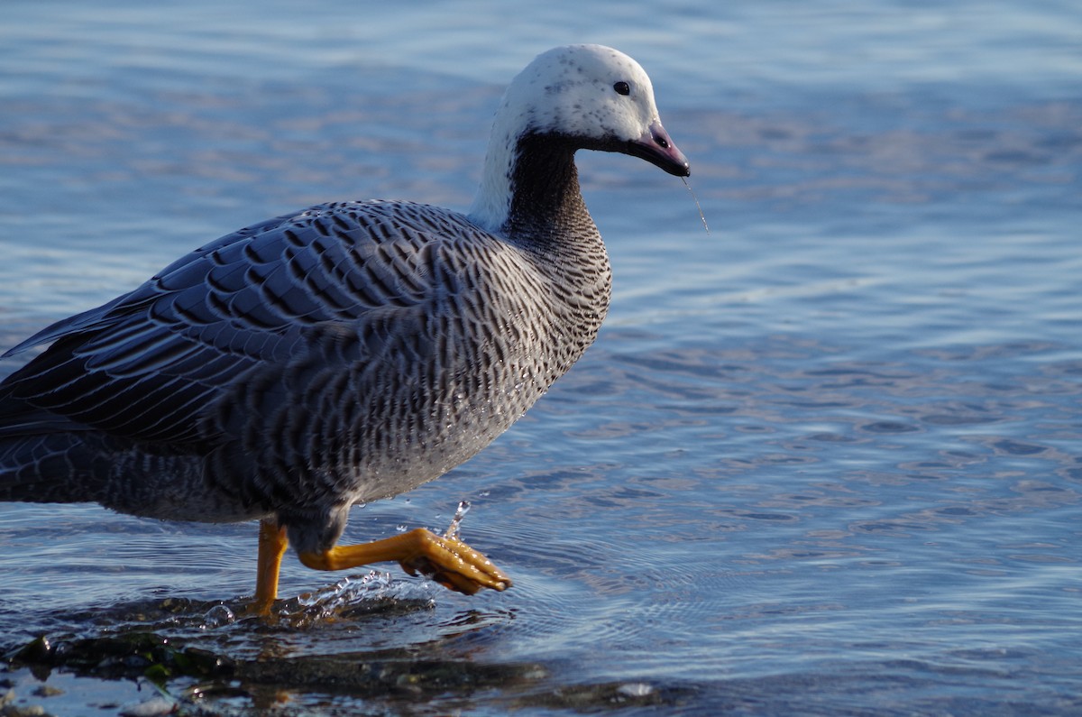 Emperor Goose - ML42717201