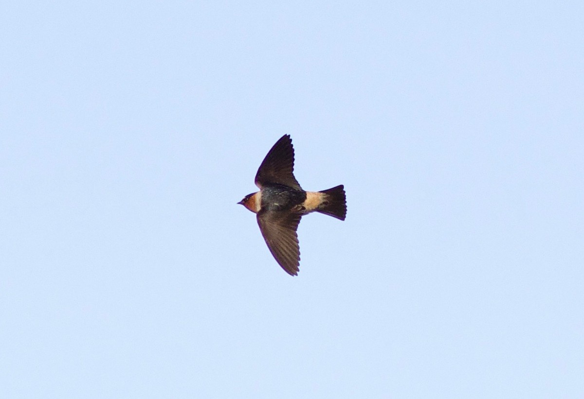 Hirondelle à front blanc - ML427172021