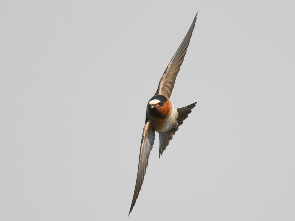 Cliff Swallow - Max Brodie