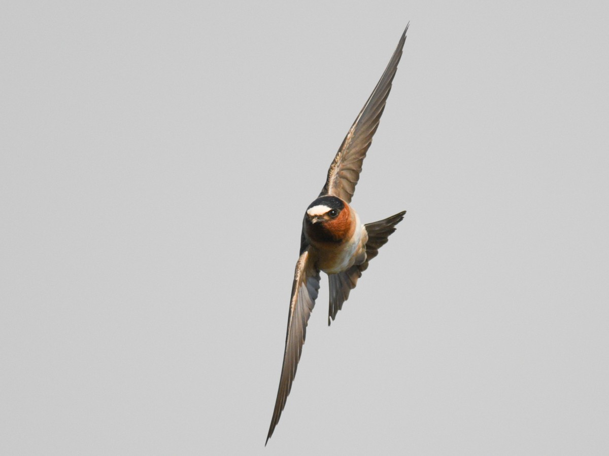 Cliff Swallow - ML427172091