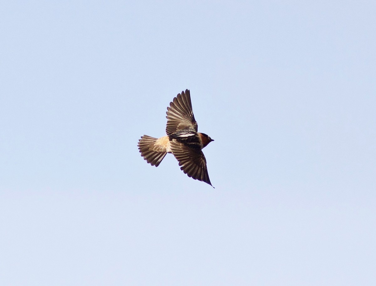 Cliff Swallow - Nora Papian