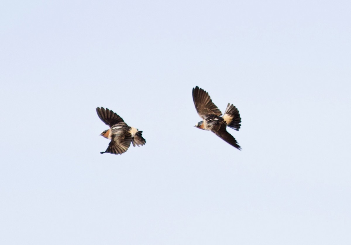 Cliff Swallow - Nora Papian