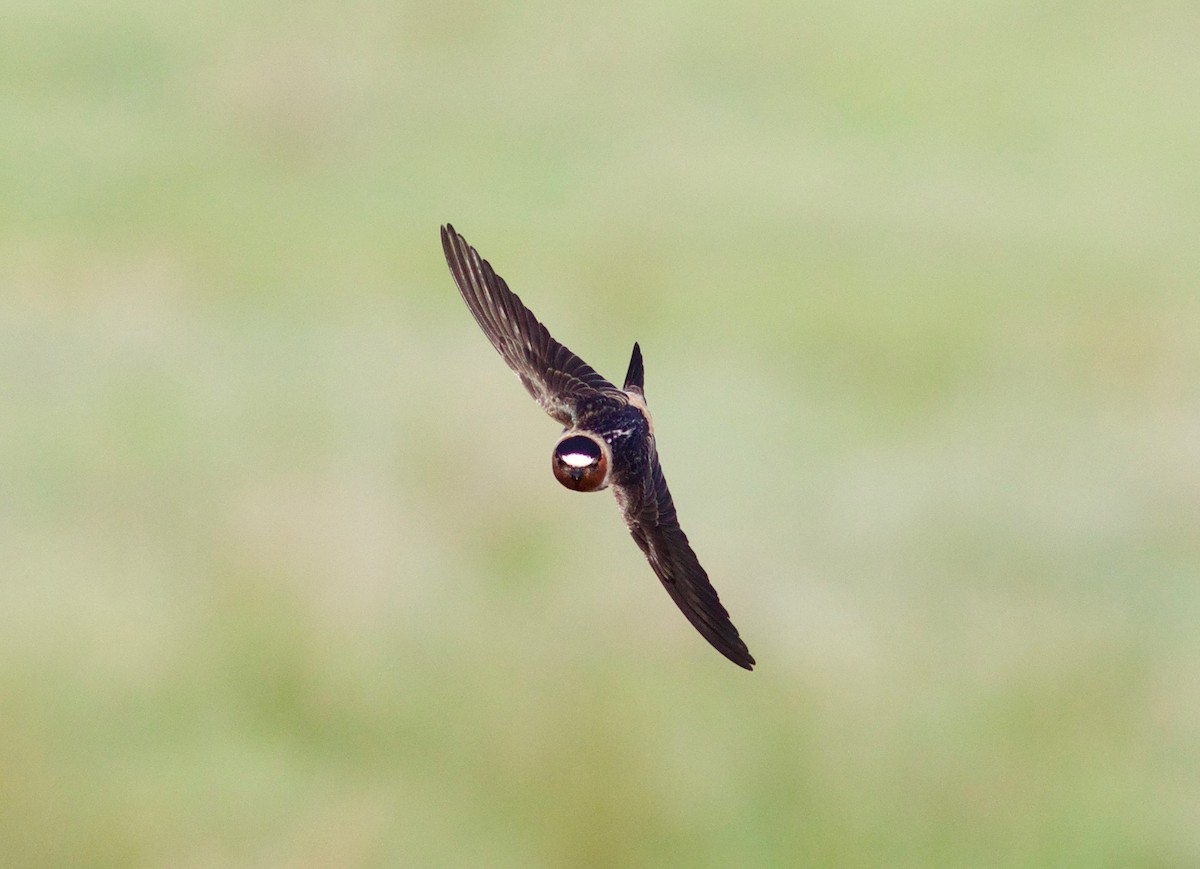 Cliff Swallow - Nora Papian