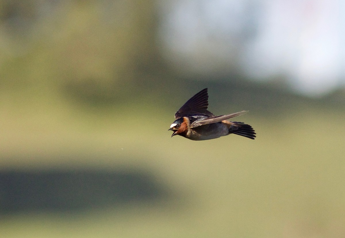 Cliff Swallow - Nora Papian