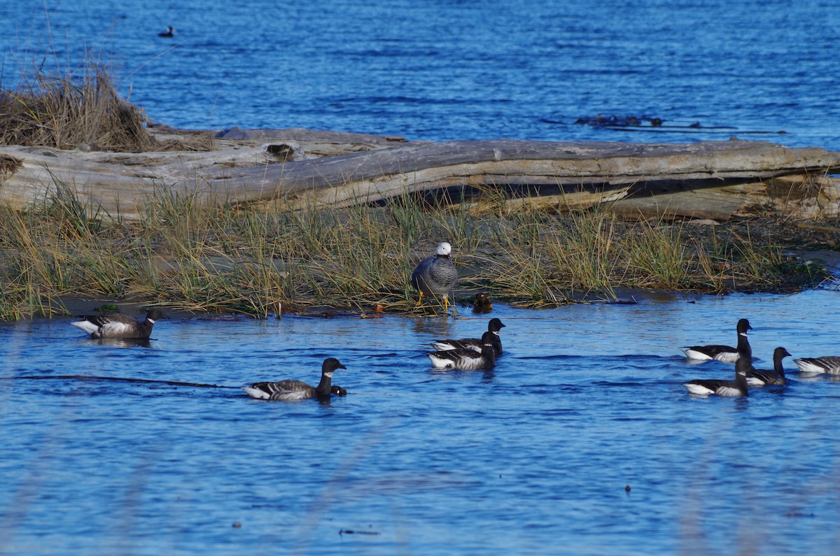 Emperor Goose - ML42717231