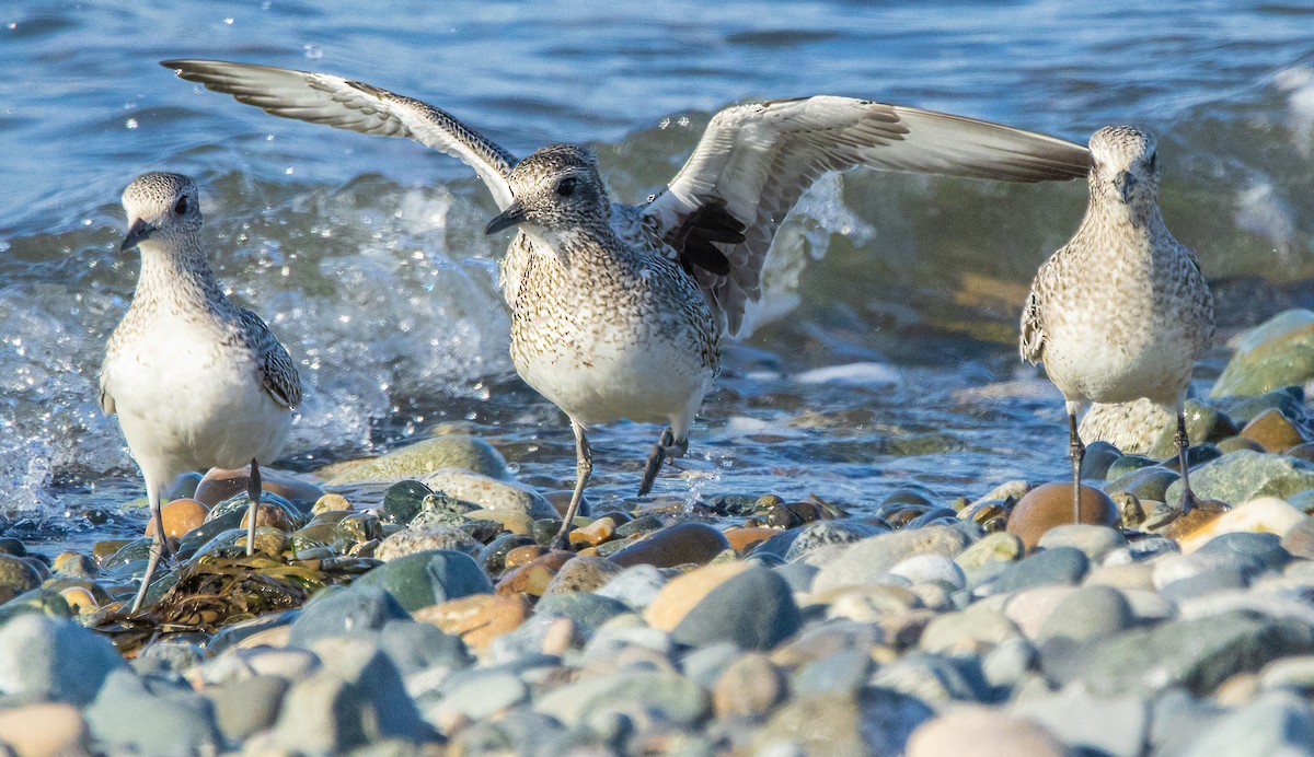 Black-bellied Plover - Paul  Bueren