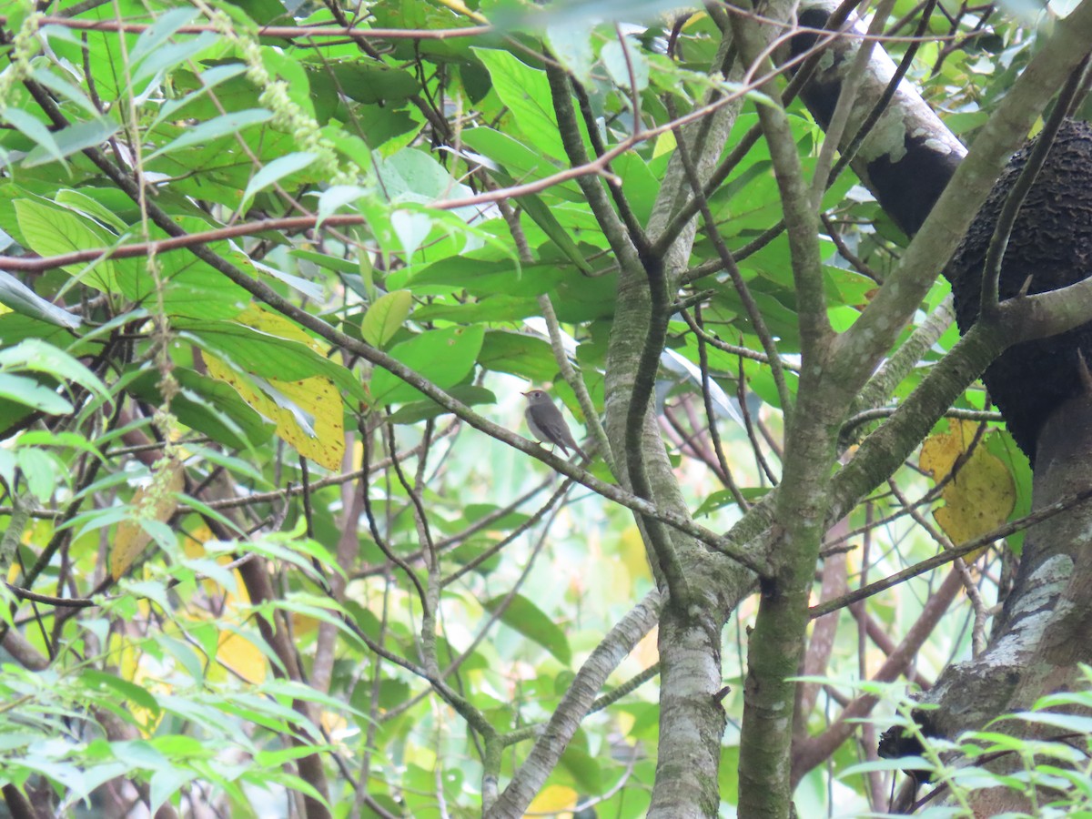 Дагуурын намнаахай - ML427174361