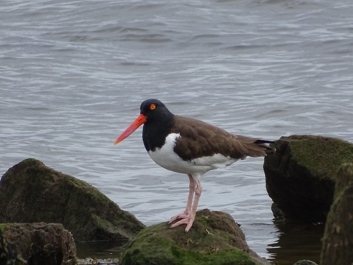 American Oystercatcher - ML427174781