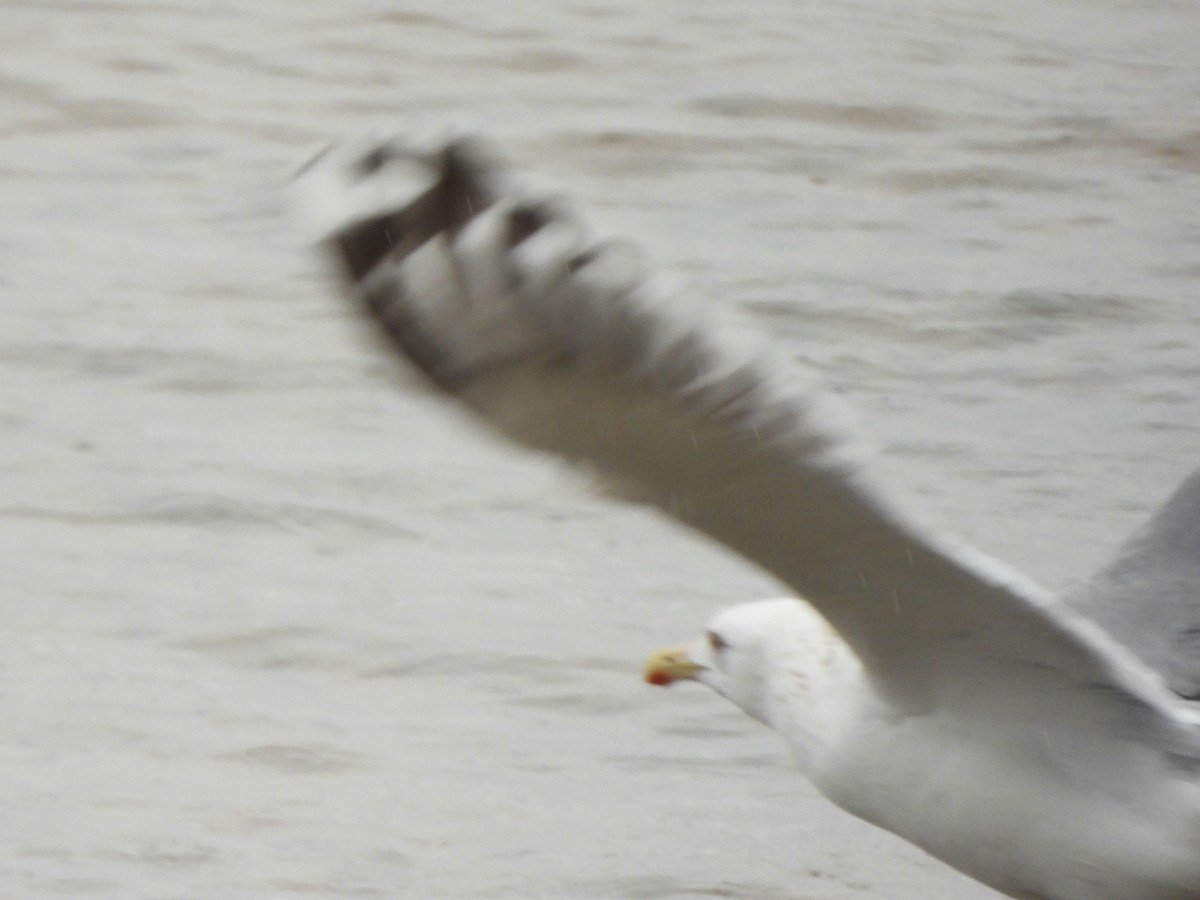 Herring Gull (Vega) - ML427175341