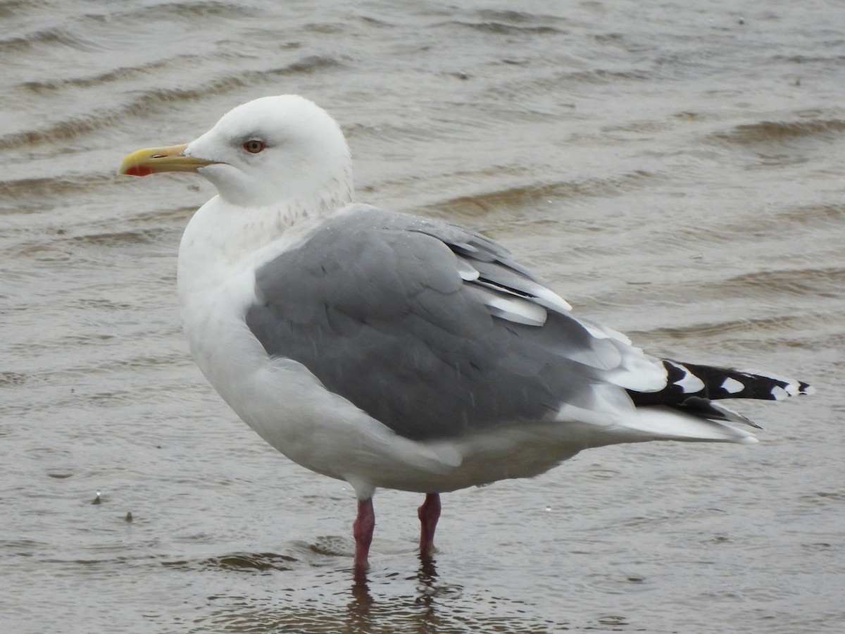 Herring Gull (Vega) - ML427175361