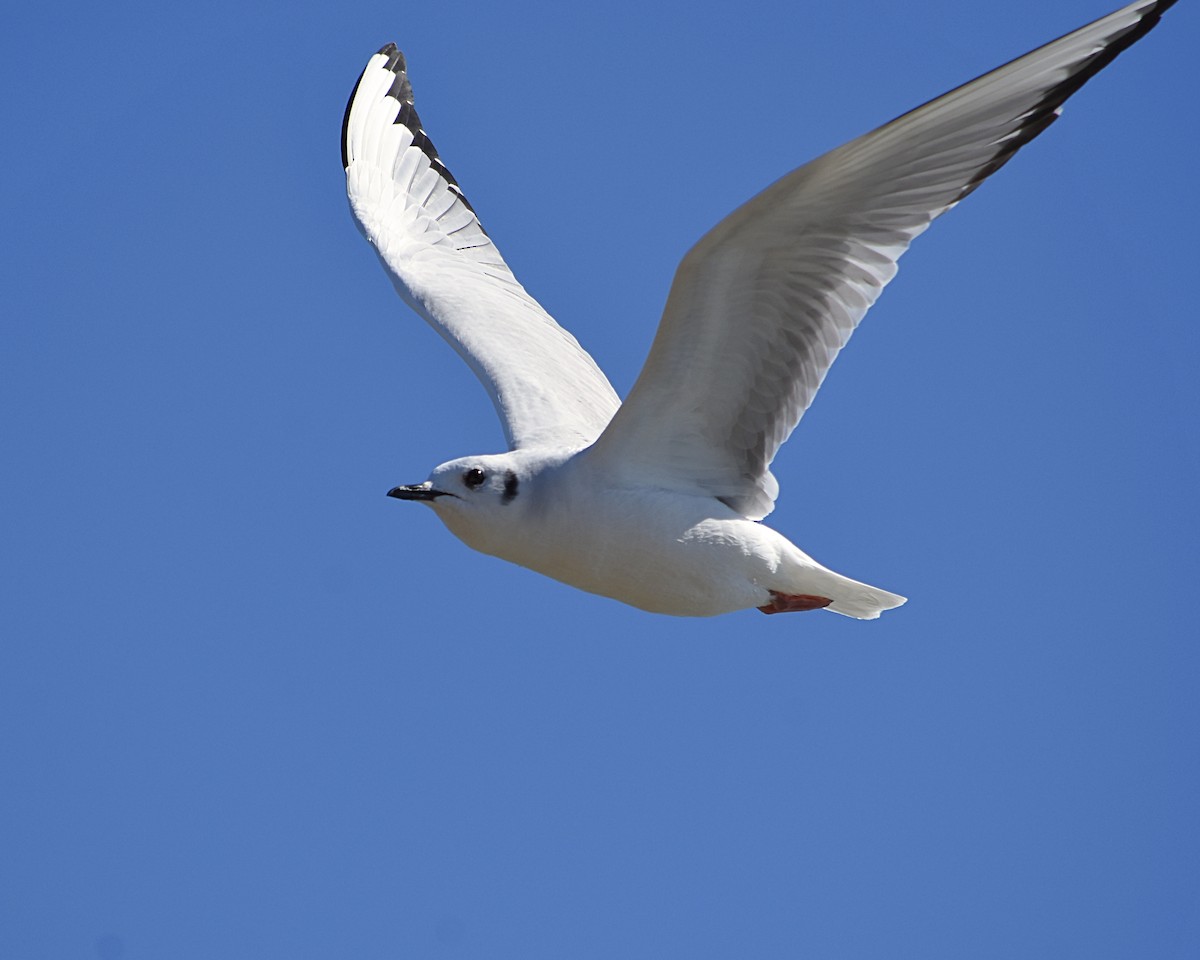 Bonaparte's Gull - Brian Hicks