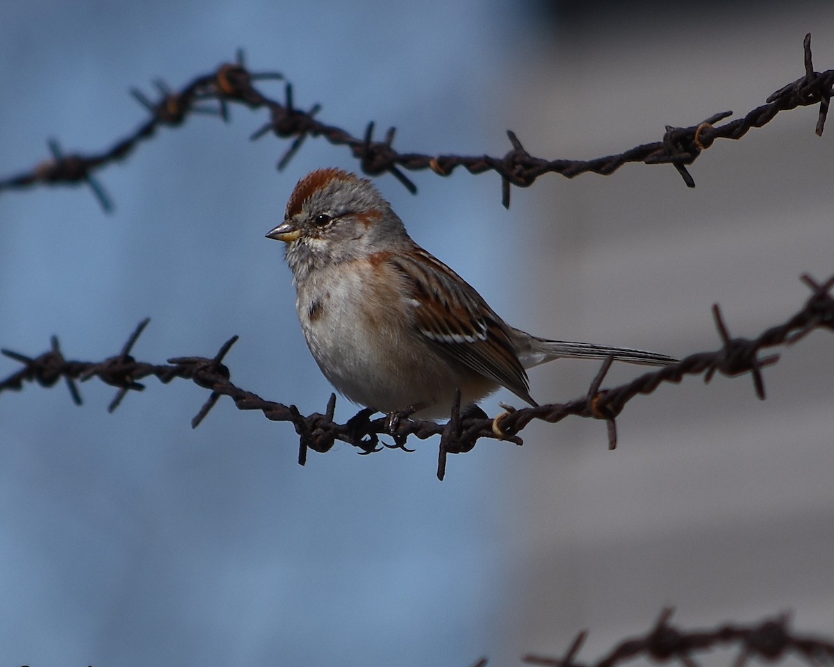 American Tree Sparrow - ML427176621