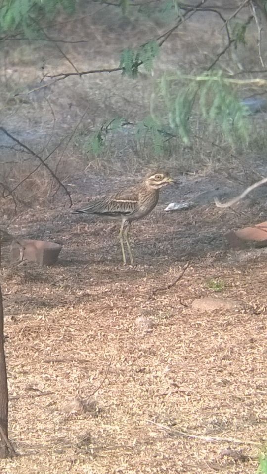 Indian Thick-knee - ML42718271