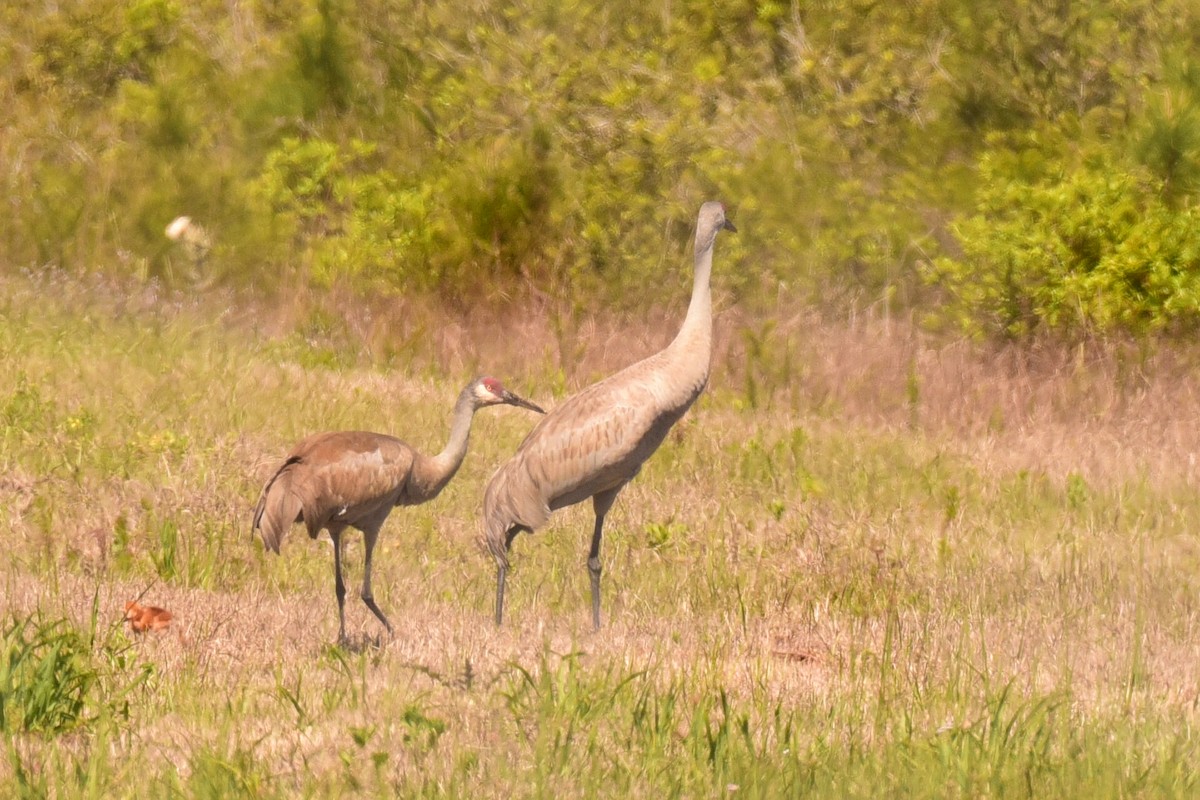 jeřáb kanadský (ssp. pratensis) - ML427183431