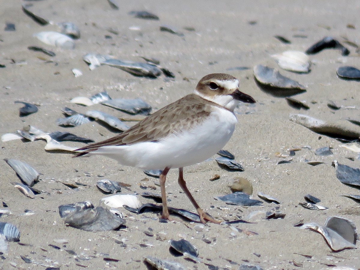 Wilson's Plover - ML427184721