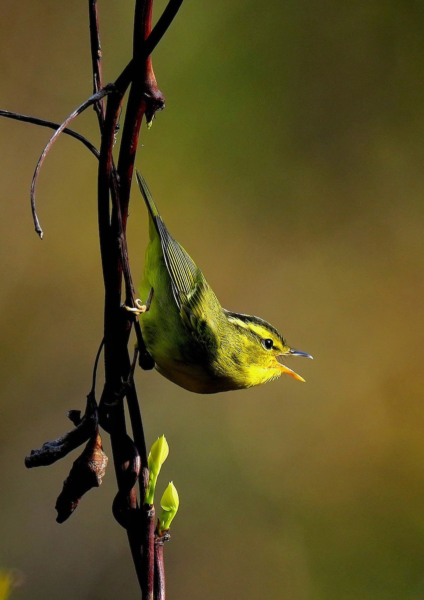 Sulphur-breasted Warbler - 浙江 重要鸟讯汇整